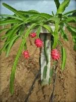 Cloud Farm Hybrid Pink Dragon Fruit Plant - 200 mm CF059
