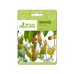National Gardens Pitcher Plant Seeds - Nepenthes (10 Nos)