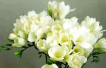 Plantogallery Green Freesia White Flower Bulb (Pack Of 3) (Green) | Outdoor Decor| Lawn and Garden| Garden| | Home Accessory| Home Decors| Lawn Accessory| Garending Accessory| Freesia White Flower Bulb|