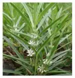 3V Products Vellarugu Powder, 1 Kg