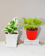 PHULWA Nasa Air Purifying Money Plants Pothos Money Plant And Golden Money Plant (Set Of 2)