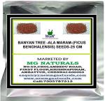 MGBN THE PATH FOR THE HEALTHIER LIFE WITH BEAUTY Banyan Tree -ala Maram Seeds-25 g (with Free Plant Seeds)