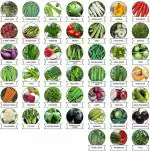 Greenery Hub Organic 45 Varieties of Vegetables Seeds Combo (45 Per Packet)