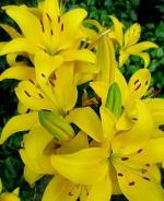 PARYAVARAAN lily flower (Yellow 2)
