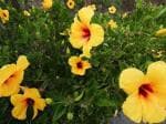 Cloud Farm Hybrid Yellow Hibiscus Plant - 200 mm CF13