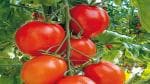 PLATONE F1 Tomato Pluto(Pack Of1)