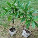 Platone Rudraksha Plant (KH-232)