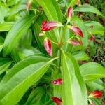 Dishita - Go Green True Cinnamon Plant/Bay Leaf (Cinnamomum verum) Ornamental/Medicinal Live Plant (Home & Garden)