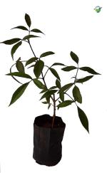 ADITYA GREEN PLANTS AGP Kali Nirgudi Medicinal Live plant(Botanical Name - Vitex negundo)