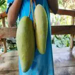 GREEN LINE Nursery Noorjahan Mango Hybrid 2 Healthy Live Plant for Outdoor Garden Plant (Grafted Plant, 1 Feet Height)