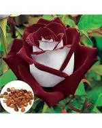 Fresh Perennial Exotic Blood Red and White Rare Rose Flower Seeds