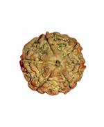 zoltamulata Brown 6 Mukhi Nepali Rudraksha for Luxury