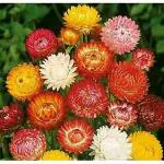 PARYAVARAAN Helichrysum Flower Seeds For Winter Season pack of 50 seeds