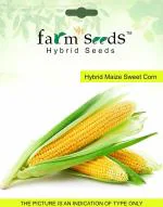 Tamransh Vertex Agencies Dnr Agencies, Farm Seeds Hybrid Maize Sweet Corn 1 Packet Seeds, 50