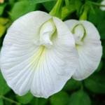 ONLINE PLANT BAZAR APARAJITA WHITE FLOWER PLANT(PACK OF-1)