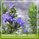 Farmgokart | 20 Seed Pack of ROSEMARY SEEDS | Best Suitable For Terrace And Home Gardening