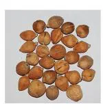 PMW - LAGHU NARIYAL - MAHALAKSHMI Coconut - Small Coconut - Set of 5