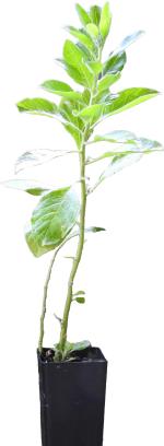 Corofitam Ashwagandha/Indian GinsengAsogandha PlantAshwagandha/indian Ginseng live plant with pot (pack of 1)