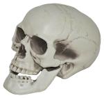 Jagmag White Big Size Halloween Horror Skull Ornament Garden Yard Lawn Decoration Festival Prank Crafts, Cracked Skull, Halloween Decorations Skull