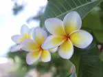 Cloud Farm Hybrid Yellow and White Plumeria Plant - 200 mm (pack of 2) CF40