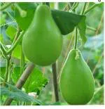 PUNARVA Bangladeshi Bottle Gourd Seed (Pack Of 300)