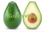Green view Canadian variety Avocado Plant Persea Americana You Get Fruit 5-6 manth 1 Healthy Live Plant IN GROW BAG