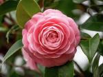Online Plant Bazar Pink Camellia Flower Live Plant-P6