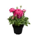 PARYAVARAAN Ranunculus Bulbs Pink Colour For Home Gardening pack of 3