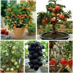 Greenery Hub Organic Bonsai Fruit Seeds (9 Per Packet)
