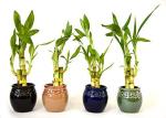 Priyathams Goodluck Lucky Bamboo Plant Seed (Pack Of 20)