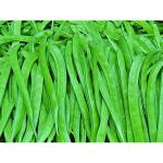 CooPany Cluster Beans/ Guar Bean/ Kothavaranga/ Seeniyavaraka Seeds 50 Seeds