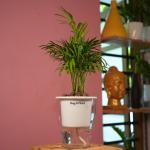 Hug A Plant Chamaedorea Palm (Chamaedorea seifrizii) - Live Plant (With 5 Inch Self-Watering Pot & Plant) (Color: White)