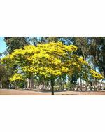 Green World Drought Tolerant Yellow Flame Tree 200 Seeds