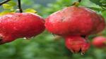 Corofitam Pomegranate Plant OSLD417