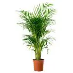 BISWASPLANT & NURSERY MorningVale Areca Palm tree live plant best indoor air purifying plant include pot