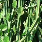 Hug A Plant Changalamparanda ( Cissus Quadrangularis ) Medicinal Live Plant (Home & Garden)