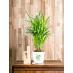 Cloud Farm Areca Palm Air Purifier Natural Plant, Pack Of 1 SCF_58