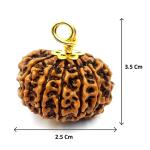 MITHILA HANDICRAFTS Thirteen Face Rudraksha | Terah Mukhi Rudraksha | Natural | Lab Certified