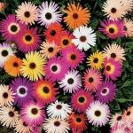 PARYAVARAAN Open Pollinated Mesembryanthemum/ice Flower Seeds pack of 50 seeds