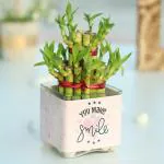 FlowerAura Decorative Two Layer Lucky Bamboo Live Indoor Plant With Glass Square Shape Vase Pot 
