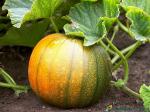 Tamransh Planthub High Growing Hybrid Pumpkin Seed, 30 Seeds