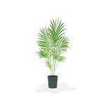 Areca Palm tree live plant best indoor air purifying plant