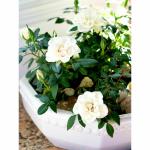 Cloud Farm Rare Grafted English Rose Plant Glamis Castle Creamy White Color Double Rose 1 Healthy Plant CF_680