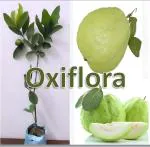 Oxiflora 