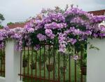 Climbing Garlic Vine Flower Plant For Your Outdoor Home Space, Blooming All Season
