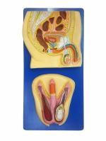SMEI Human Reproductive System Male | Anatomical Model