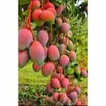 Cloud Farm Healthy Rare Dwarf 