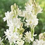 PARYAVARAAN Tube rose Flower Bulbs for Home Gardening (10)