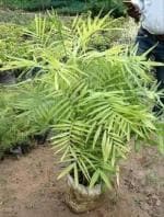 Online Plant Bazar Green Sepotia Palm Live Plant