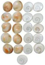 OMEGA GOLD Feng Shui Shell Decorative Showpiece (2 x 2 cm)